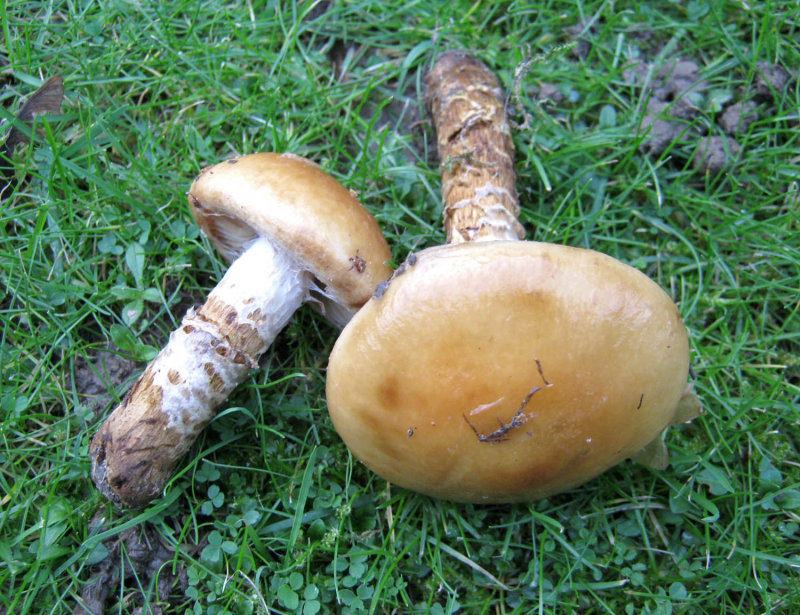 Cortinarius trivialis DaneshillLakes Nov-2013 HW m.jpg