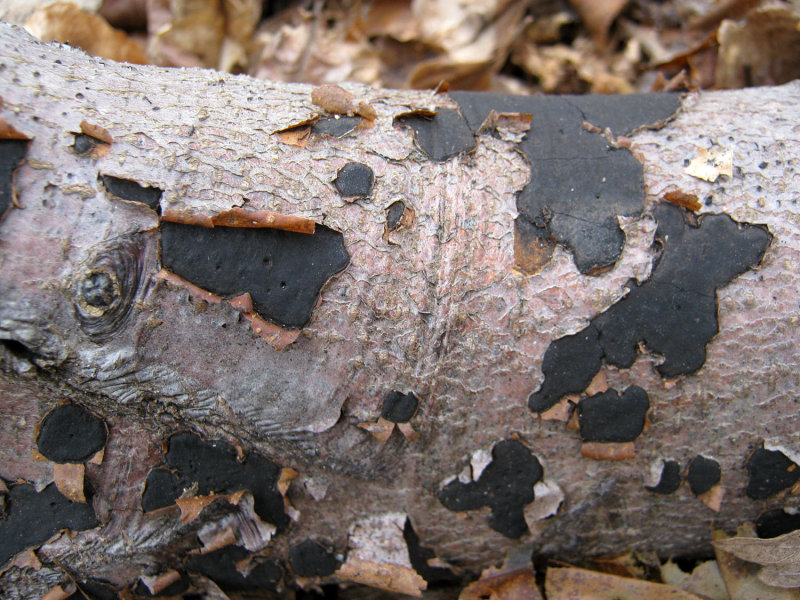 Biscogniauxia nummularia on beech HannahParkWood Mar-14 HW m.jpg