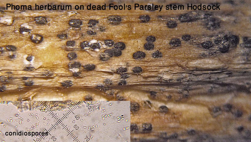 Phoma herbarum (coelomycete) on dead Fools Parsley stem Hodsock Mar-14 HW m .jpg