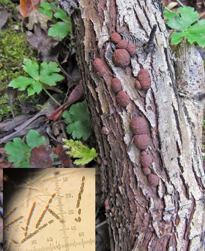 Hypoxylon howeanum on hawthorn ClarboroughNR Sep-14 HW m.jpg