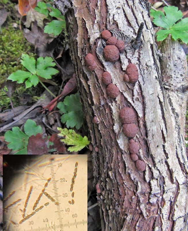 Hypoxylon howeanum on hawthorn ClarboroughNR Sep-14 HW m.jpg