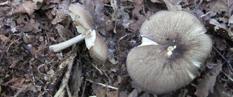 Megacollybia platyphylla Rufford CP Notts 2015-9-30 HW.jpg