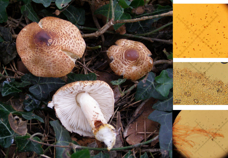 Lepiota brunneoincarnata under Cedrus sp Rolleston churchyard Notts 2015-11-15 CL.jpg