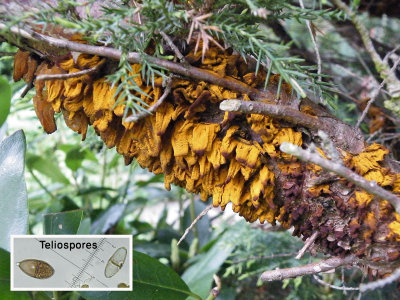 Gymnosporangium confusum causing juniper fungus by Alison Linton May-13.jpg