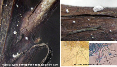 Flagelloscypha orthospora on dead Epilobium stem BestwoodMillLakes  Jun-13 HW.jpg