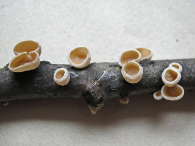 Schizophyllum amplum on oak IdleValleyNR Oct-13 HW.jpg