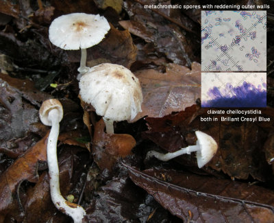 Leucoagaricus sublittoralis HundredAcreWood Oct-13 HW montage.jpg