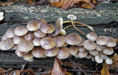 Mycena inclinata HundredAcreWood Oct-13 HW.jpg