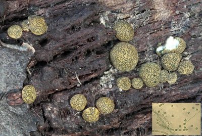 Hypocrea aureoviridis on lime Bestwood CP Nov-13.jpg