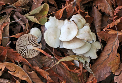 Marasmius wynnei BestwoodCP Nov-13 RR.jpg