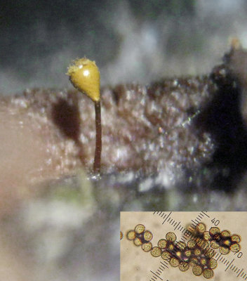 Cribraria rufa a myxomycete with verrucose spores on rotten wood CarltonWood Jan-14 HW m.jpg