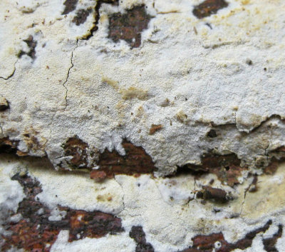 Hyphodontia crustosa on dead wood CarltonWood Jan-14 HW m.jpg