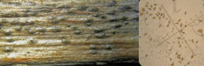 Hysterium angustatum on dead bramble stem Hodsock Mar-14 HW m.jpg