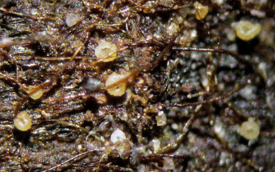 Micropodia pteridina on dead bracken stem base x60 HodsockEstate Mar-13 HW m.jpg