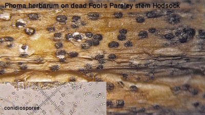 Phoma herbarum (coelomycete) on dead Fool's Parsley stem Hodsock Mar-14 HW m .jpg