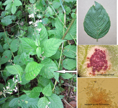 Puccinia circaeae on Enchanter's Nightshade GamstonWood Jul-14 HW m.jpg