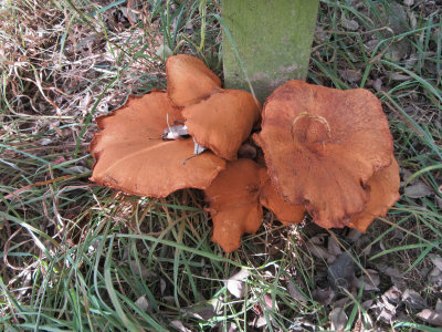 Gymnopilus junonius ClarboroughNR Sep-14 HW m.jpg