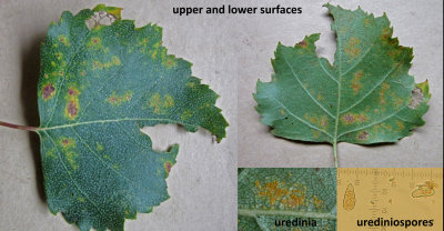 Melampsoridium betulinum on birch leaf LangoldCP Oct-14 HW m.jpg