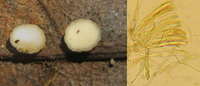 Hymenoscyphus immutabilis on beech leaf BoughtonBrake Nov-14 HW s.jpg