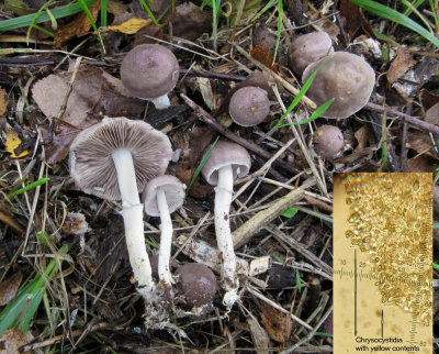 Stropharia inuncta woodchips IdleValleyNR Oct-14 HW s.jpg