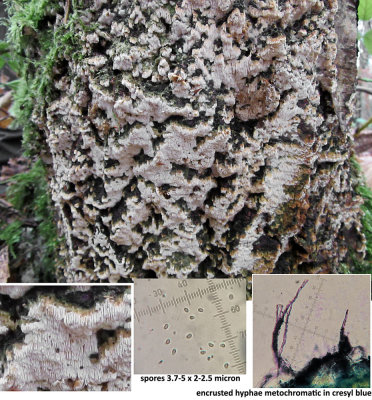 Ceriporiopsis gilvescens on birch stump RansomWood Dec-14 HW m.jpg