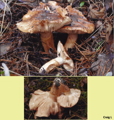 Tricholoma batschii with Lodgepole Pine BestwoodCP Notts Nov-14 CL m.jpg