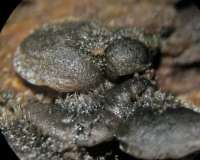 Resupinatus trichotis on beech wood x20  100 Acre Wood Dec-14 HW .jpg