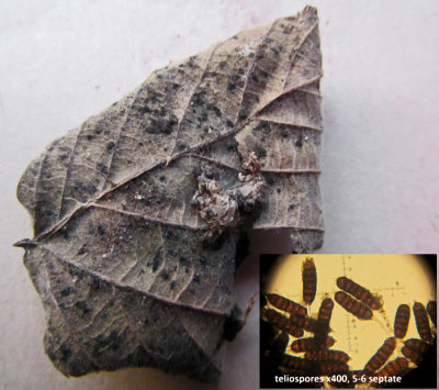 Phragmidium bulbosum on underside dead bramble leaf IdleValleyNR Feb-15 HWs.jpg