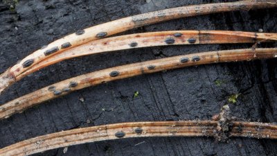 Lophodermium pinastri on Scots Pine needle 100 Acre Wood JB Feb-15.jpg
