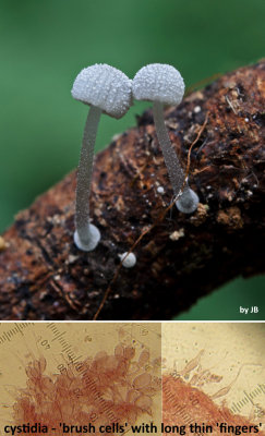 Mycena adscendens Frosty Bonnet with cystidia by John Brown (2011) and Howard Williams (2015) s.jpg