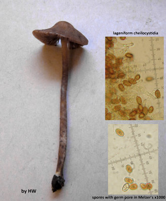 Psilocybe medullosa in needle litter & sandy soil Sherwood Pines Notts 14 Nov 2014 HW s.jpg