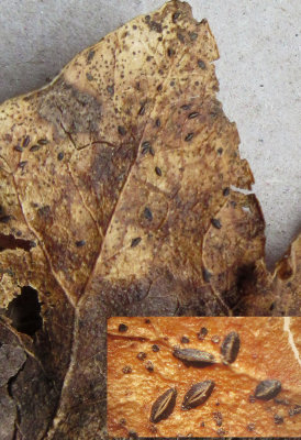 Hypoderma hederae on dead ivy leaf Carlton Wood Mar-15 HW s.jpg