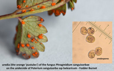 Phragmidium sanguisorbae on Fodder Burnet.jpg