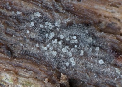 Arachnopeziza aurata on rotting wood Gamston Wood Mar-15 JB.jpg