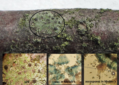 Amandinea punctata on alder twig with lichen Linghurst Pools Lound Mar-15 HW s.jpg