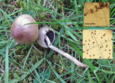 Panaeolus cinctulus C-in-L churchyard Apr-15 HW s.jpg