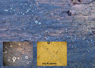 Mollisia ligni on willow log Hodsock-Blyth footpath Apr-15 HW s.jpg