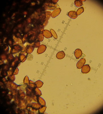 Coprinellus domesticus 2015-04-25 003 spores.JPG