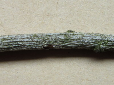 Diaporthe circumscripta 2015-5-24 001 on spindle twig Carlton Wood NNotts 2015-5-24 HW.jpg