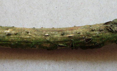 Colpomma quercina 002 on oak old & emergent fruitbodies 100 Acre Wood NNotts 2015-7-18 HW.JPG