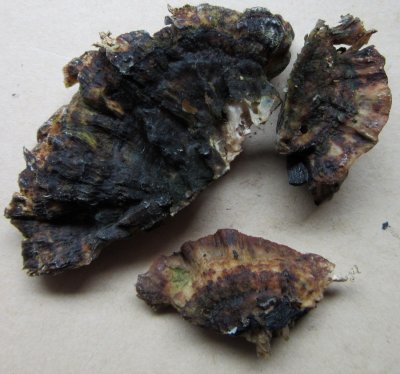 Ischnoderma resinosum 001 on old felled beech trunk Hannah Pk Wood Worksop Notts 2015-9-3 HW.JPG