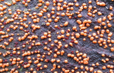 Nectria cinnabarina red sexual & orange-pink  asexual stages on fallen trunk Sherwood Forest NNR Notts 12-9-2015.jpg