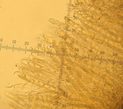 Otidea alutacea 002 asci spores & bent-tipped paraphyses Sherwood Forest NNR Notts 2015-9-12 HW.JPG