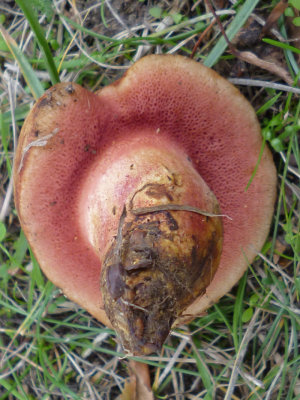 Chalciporus rubinus c under oak Lee Scudder University Park Oct-15.jpg