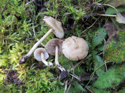 Inocybe sambucina Gamston Wood NR Notts 2015-10-12.jpg