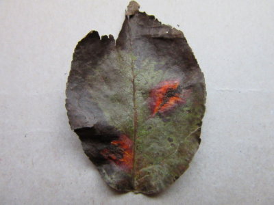 Gymnosporangium sabinae 001 Pear Rust leaf upper surface Hucknall allotment Notts 2015-10-10.jpg