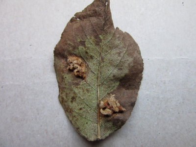 Gymnosporangium sabinae 002 Pear Rust lower leaf surface Hucknall allotment Notts 2015-10-10.jpg
