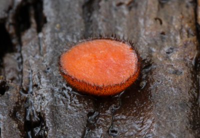 Scutellinia subhirtella at Attenborough November 2015 by Tim Sexton.jpg