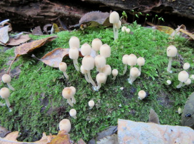 Coprinellus disseminatus 002  young Daneshill lakes Notts 2015-10-25.jpg