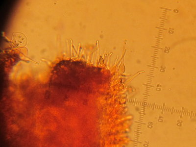 Naucoria escharioides 002 cheilocystidia Daneshill Lakes Notts 2015-10-25.JPG